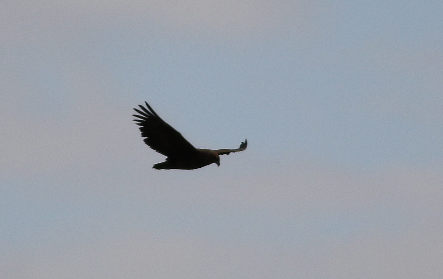 Bateleur